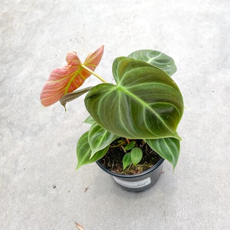 4" Philodendron El Choco Red