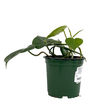 4" Philodendron Heartleaf Cordatum