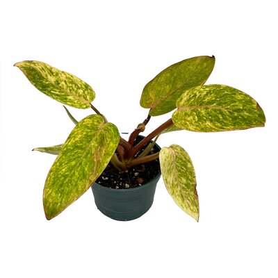 Philodendron Painted Lady