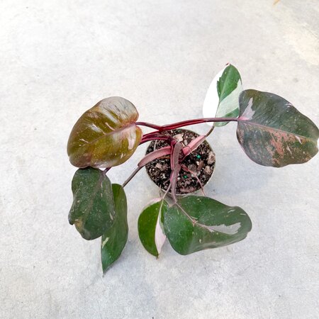 4" Philodendron Pink Princess