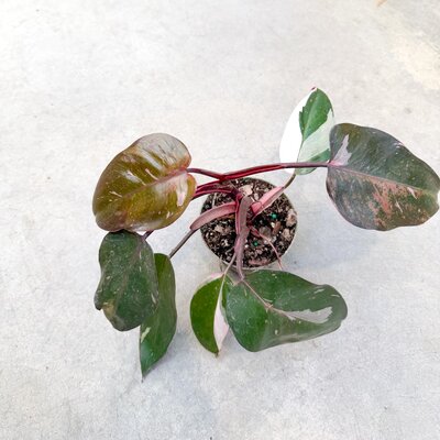 4" Philodendron Pink Princess