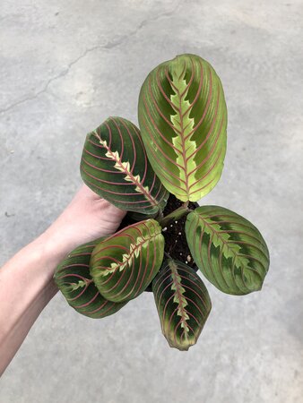 4" Prayer Plant Red