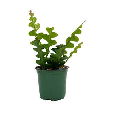 Rik Rak Fisbone Cactus Hanging Basket