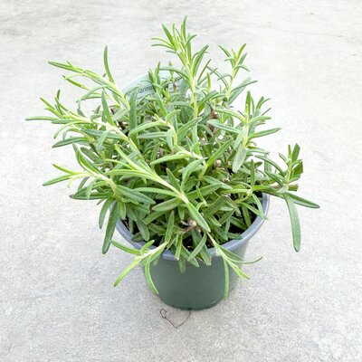 4" Rosemary Upright