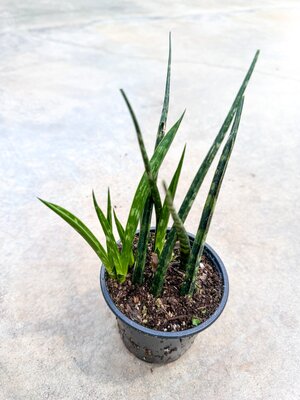 Sansevieria Mikado