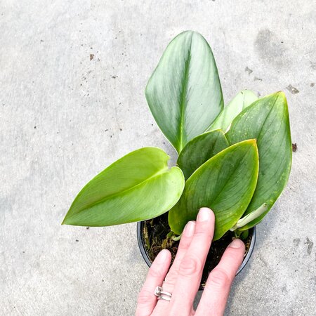 Scindapsus Treubii Moonlight