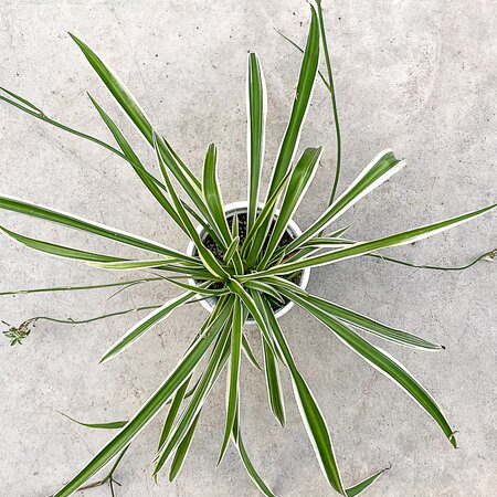4" Spider Plant