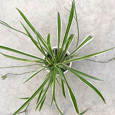 4" Spider Plant