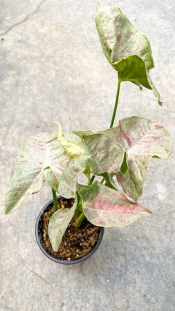 Syngonium Milk Confetti