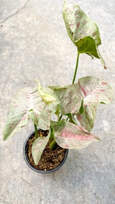 Syngonium Milk Confetti