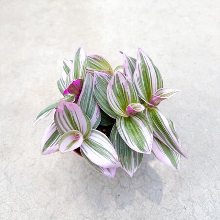 Tradescantia Nanouk