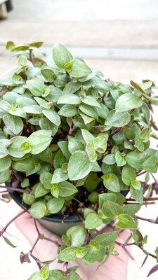 Turtle Vine