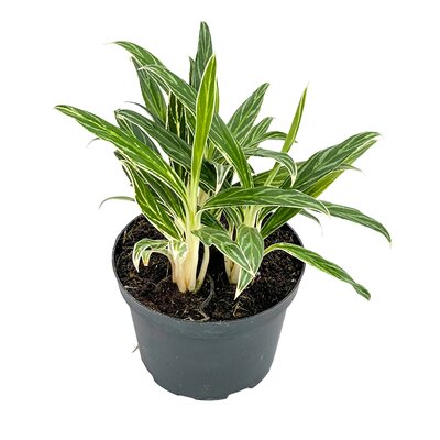 Aglaonema Conmutatum Rice