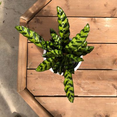 Calathea Lancifolia