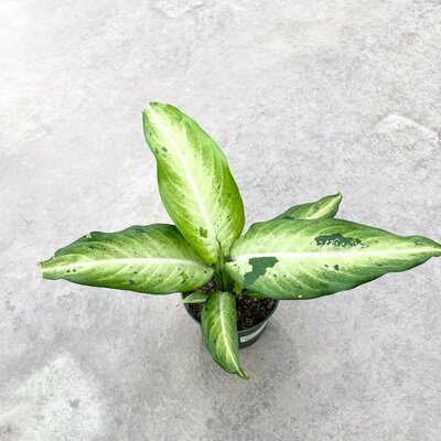 Dieffenbachia Camouflage