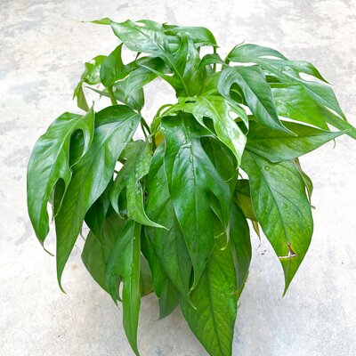 6" Epipremnum Baltic Blue