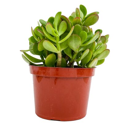 6" Jade