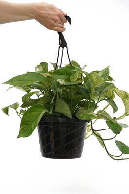 6" Marble Queen Pothos HB