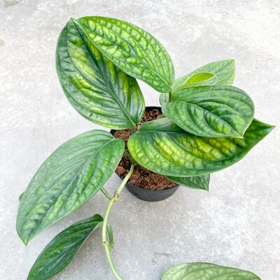 Philodendron Green Galaxy