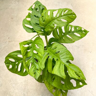 Monstera Adansonii