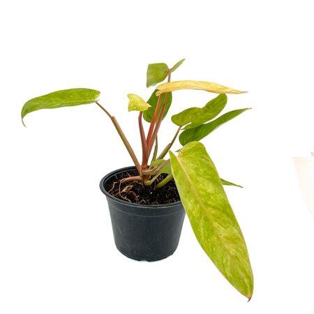 6" Philodendron Painted Lady
