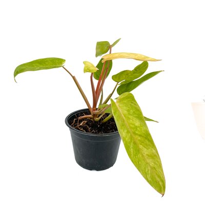 6" Philodendron Painted Lady
