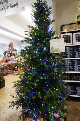 9' Lacoste Spruce - image 4