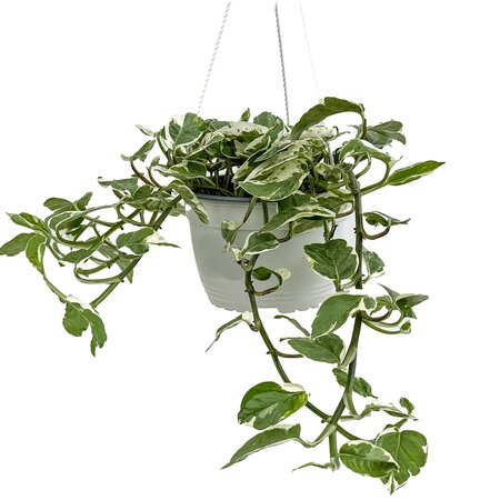 Pearls and Jade Pothos HB