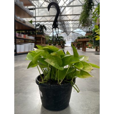 Golden Pothos Hanging Basket