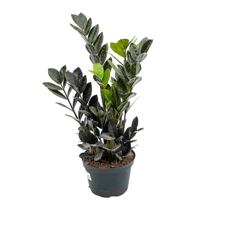 8" ZZ Raven Plant