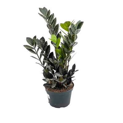 8" ZZ Raven Plant
