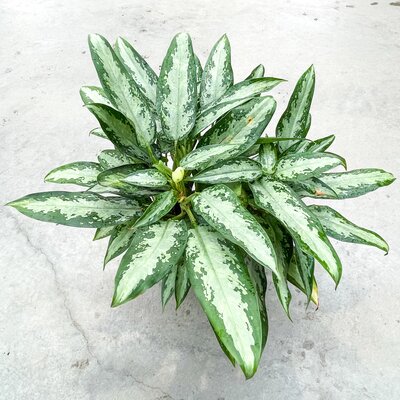 6" Aglaonema Jubilee