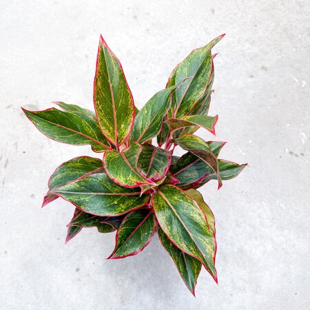 6" Aglaonema Siam - image 1