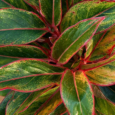 Aglaonema Siam