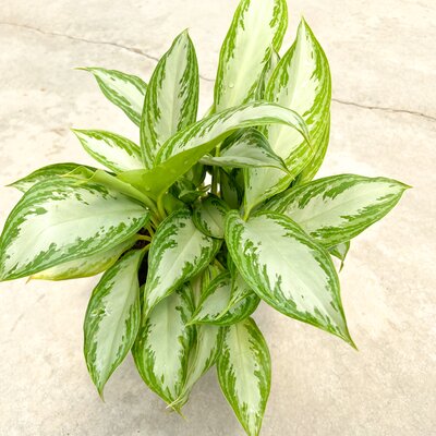 Aglaonema Silver Bay