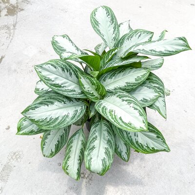 10" Aglaonema Silver Bay