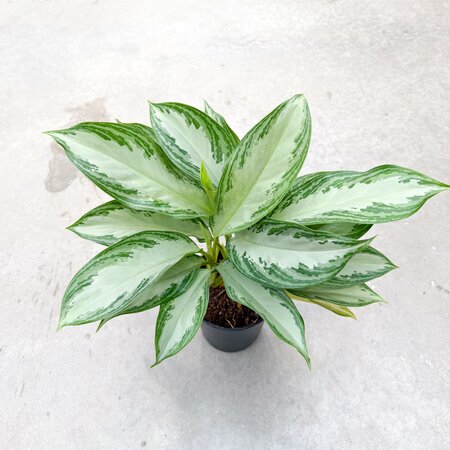 6" Aglaonema Silver Bay
