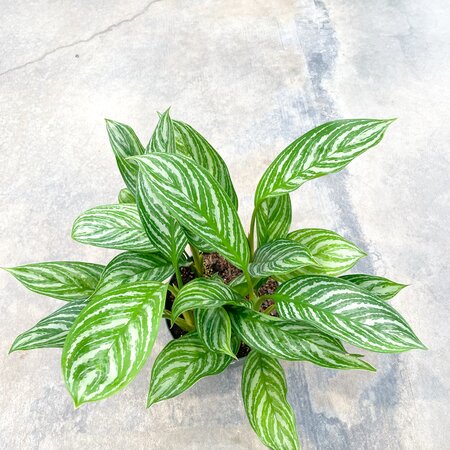 Aglaonema Stripes