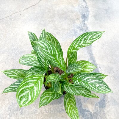 Aglaonema Stripes