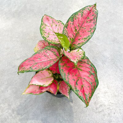 Aglaonema Very Red