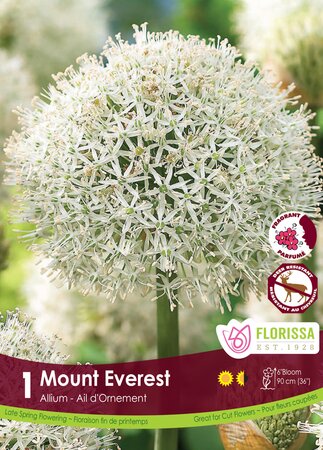 Allium Mount Everest