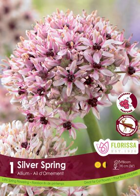 Allium Silver Spring