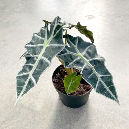 Alocasia Polly