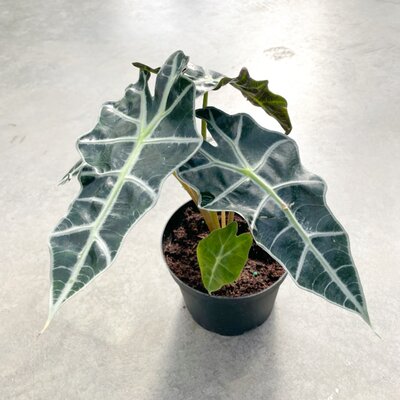 6" Alocasia Polly