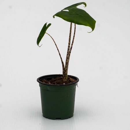 Alocasia Zebrina Tiger