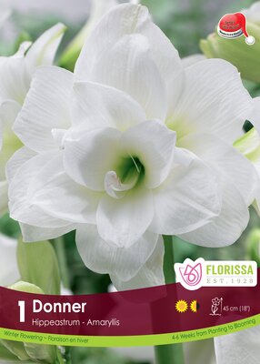 Amaryllis Donner