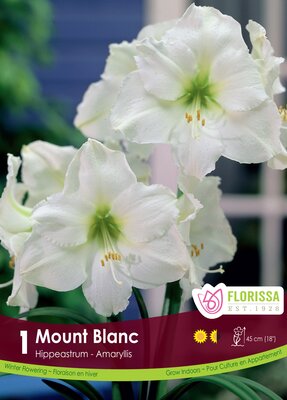 Amaryllis Mont Blanc
