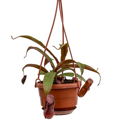 Asian Pitcher Plant HB