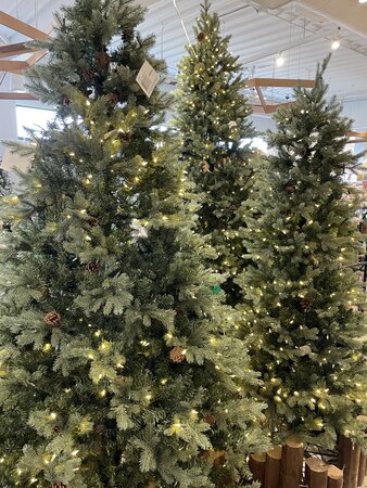 7.5' Assiniboine Pine - image 2