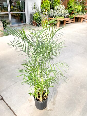 Bamboo Palm